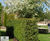 Prunus lusitanica 'Angustifolia' 5