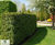 Prunus lusitanica 'Angustifolia' 3