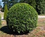 Prunus lusitanica 'Angustifolia'