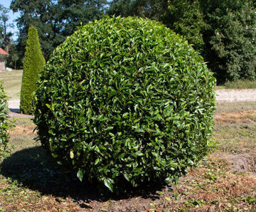 Prunus lusitanica 'Angustifolia'