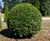 Prunus lusitanica 'Angustifolia' 0
