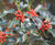 Ilex aquifolium - Common Holly 3