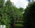 Ilex aquifolium - Common Holly 2