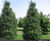 Ilex aquifolium - Common Holly 4