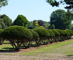 Taxus baccata Common Yew, English Yew