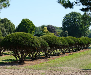 Taxus baccata Common Yew, English Yew