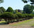 Taxus baccata Common Yew, English Yew 0