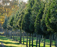 Ilex aquifolium - Common Holly