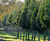 Ilex aquifolium - Common Holly 0