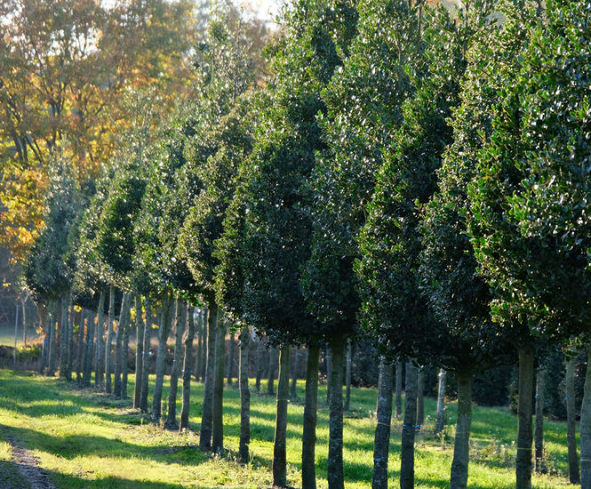 Ilex aquifolium - Common Holly