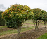 Crataegus crus-galli - Cockspur Thorn