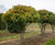 Crataegus crus-galli - Cockspur Thorn 0