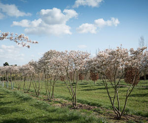 Amelanchier lamarckii - Snowy Mespilus, Juneberry