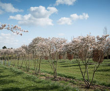 Amelanchier lamarckii - Snowy Mespilus, Juneberry