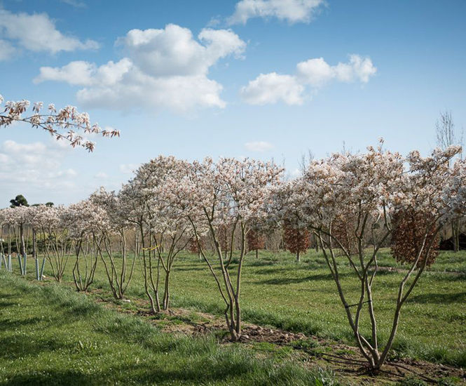 Amelanchier lamarckii - Snowy Mespilus, Juneberry