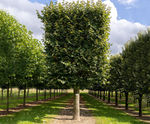 Tilia tomentosa - Silver Lime
