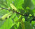 Tilia tomentosa - Silver Lime 3
