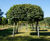 Tilia tomentosa - Silver Lime 1
