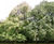 Tilia tomentosa - Silver Lime 4