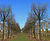 Tilia tomentosa - Silver Lime 2