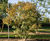 Fraxinus ornus - Manna Ash 3