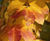 Fraxinus ornus - Manna Ash 4