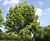 Fraxinus ornus - Manna Ash 2