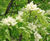 Fraxinus ornus - Manna Ash 5