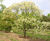 Fraxinus ornus - Manna Ash 6