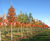 Fraxinus ornus - Manna Ash 1