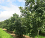 Fraxinus ornus - Manna Ash - on this page