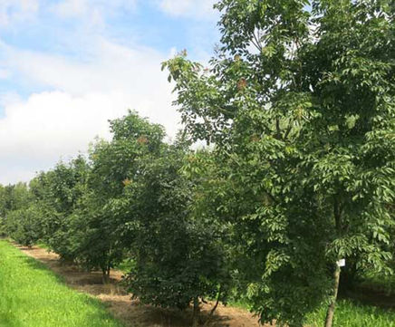 Fraxinus ornus - Manna Ash