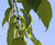 Celtis australis - Nettle Tree 3