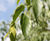 Celtis australis - Nettle Tree 4