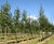 Celtis australis - Nettle Tree 2