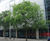 Celtis australis - Nettle Tree 1