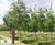 Celtis australis - Nettle Tree 0