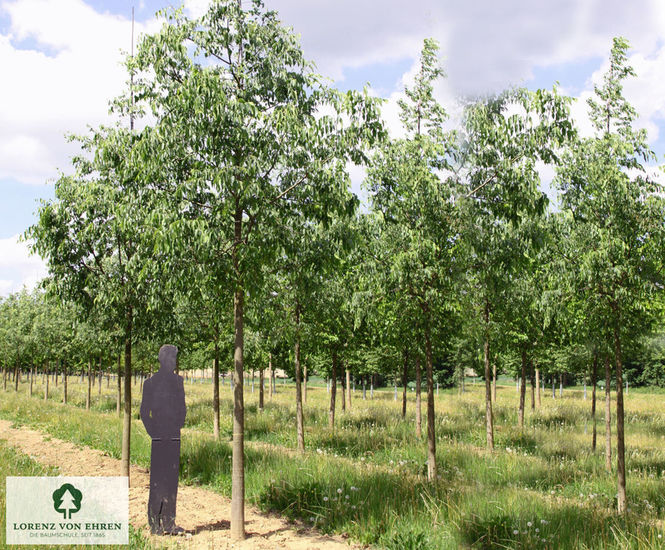 Celtis australis - Nettle Tree
