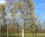 Betula pendula - Silver Birch 3