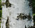 Betula pendula - Silver Birch 4
