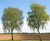 Betula pendula - Silver Birch 1