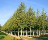Betula pendula - Silver Birch - on this page
