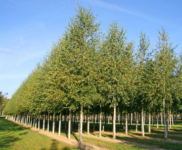 Betula pendula - Silver Birch