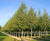 Betula pendula - Silver Birch 0