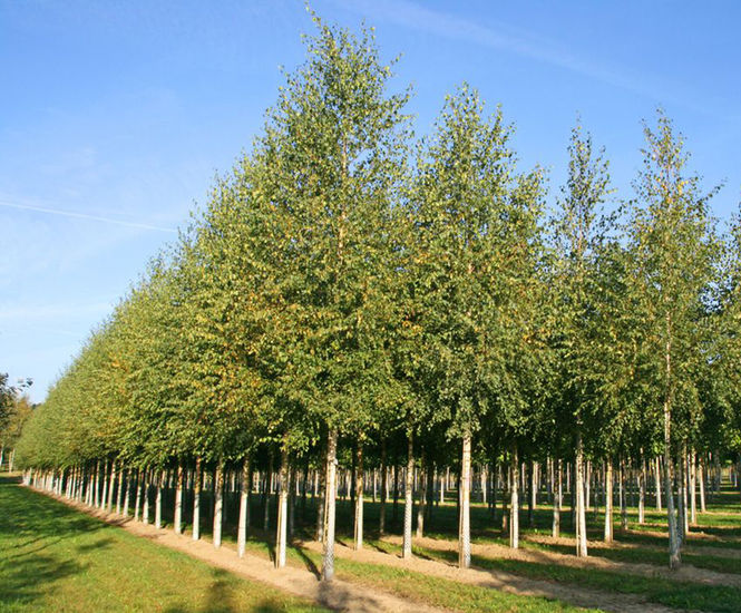 Betula pendula - Silver Birch