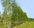 Betula pendula - Silver Birch 2