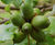 Quercus petraea - Durmast Oak, Sessile Oak 3