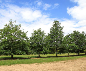 Quercus petraea - Durmast Oak, Sessile Oak