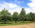 Quercus petraea - Durmast Oak, Sessile Oak 0