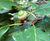 Quercus petraea - Durmast Oak, Sessile Oak 4
